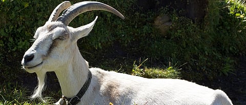 Highest Milk Producing Goat Breeds in the World