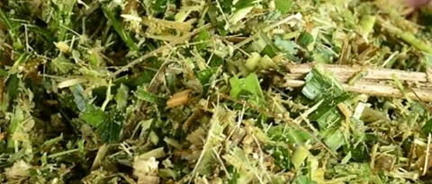 Silage is best option to provide animals green fodder round the year