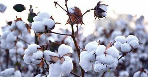 Cotton Market