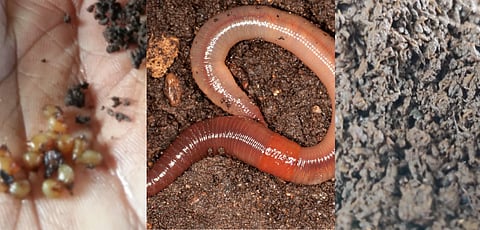 What are the stages of earthworm?