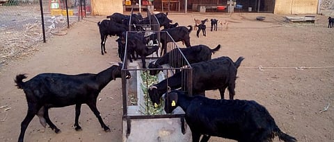 PPR Disease Of Sheep and Goat