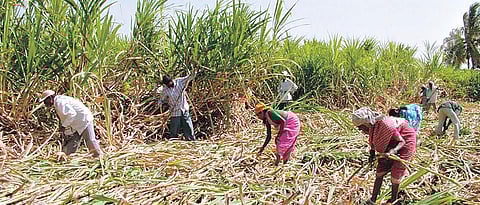 Sugarcane