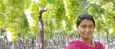 वडिलांच्या मार्गदर्शनातून जोत्स्ना निर्यातक्षम द्राक्षांचे उत्पादन घेत आहे.