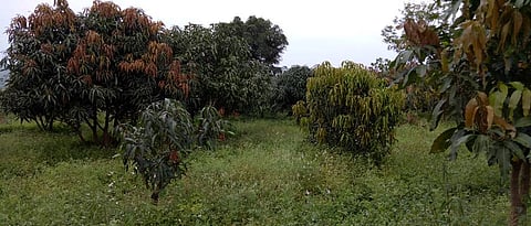 बागेतील संपूर्ण जमीन आंतरपिकांनी झाकली आहे.