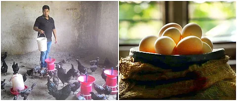 दलभंजन यांच्या फार्ममधील कडकनाथ कोंबड्यांचे पालन.
