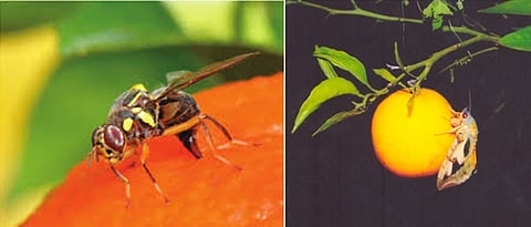 लिंबूवर्गीय फळपिकातील कीड रोग नियंत्रण