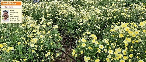 Farmer Planning Crop: Shevanti