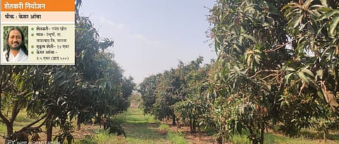 Saffron Mango Garden of Gajendra Khot.