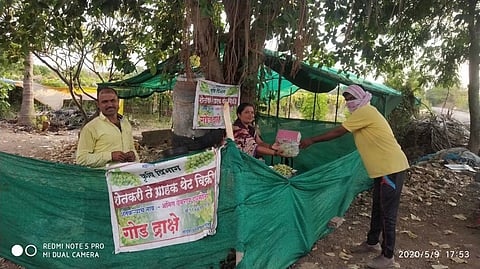 grape sale by Dudhmogre family