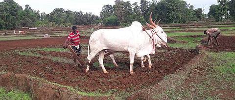 Rabi Season