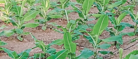 Banana cultivation will be done through MGNREGA