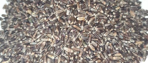 black wheat
