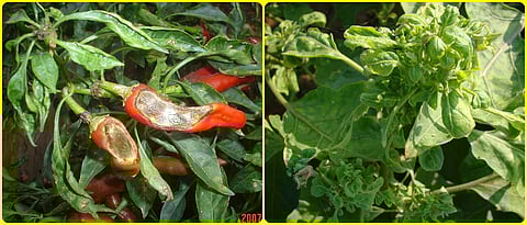 मिरची पिकातील फळसड आणि पर्णगुच्छ रोगाची लक्षणे