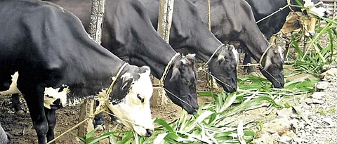 Production Technology For Fodder Maize