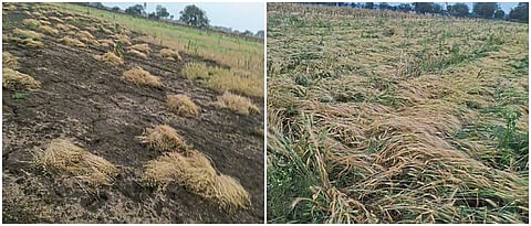 crop damage