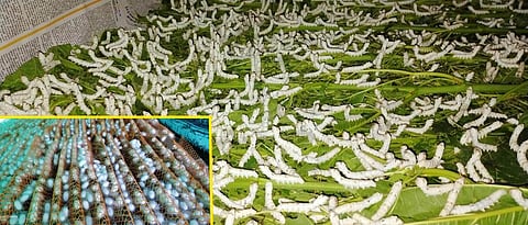 silkworms and Quality silk cocoons production
