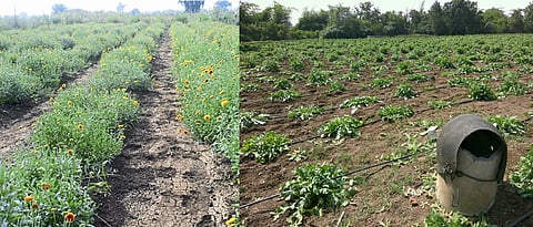 पाण्याचा उत्तम निचरा होणाऱ्या जमिनीची फुलशेतीसाठी निवड करावी.