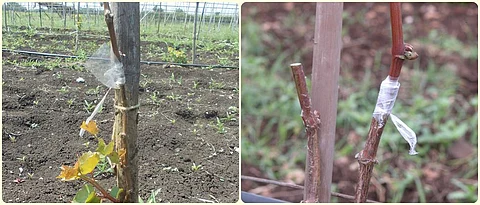 Perfect period for grafting in the vineyard