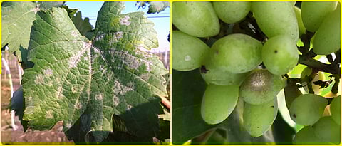 grapes advisory