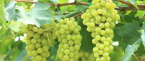 Grape Export