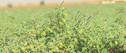 In Latur Agriculture Department, gram, safflower crop is in maturity stage