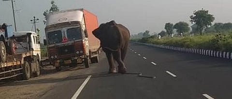 भेकुर्लीतील रस्त्यावर हत्ती