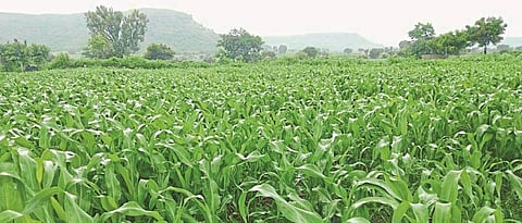 Sorghum area in Latur division is 18% less than average