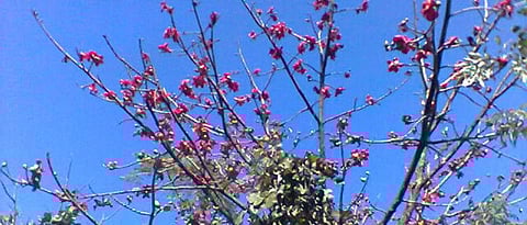 जंगलात बहरलेले काटेसावरीचे झाड