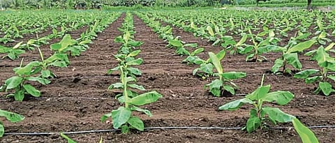 banana cultivation is slow in Khandesh