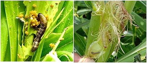 अमेरिकन लष्करी अळी