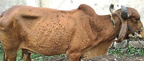 Lampy skin infection in animals