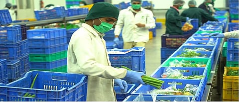The rules of health safety are followed while grading and packing the goods