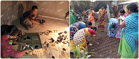 vermicompost production and poultry chicks upbringing