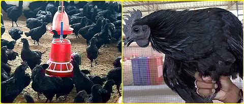 Kadaknath poultry