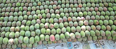 दर्जेदार, एकसारख्या वजनाचे आंबे पिकविण्यासाठी ठेवले आहेत.