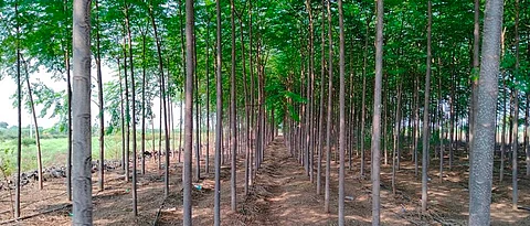 melia block plantation