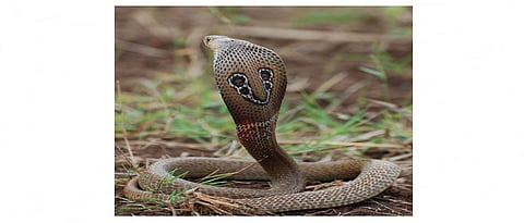 प्रथमोपचाराने कमी होते सर्पदंशाची तीव्रता