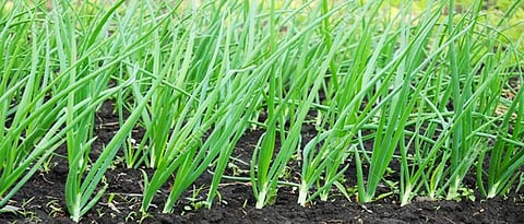 Record planting of onion in Nagar district this year