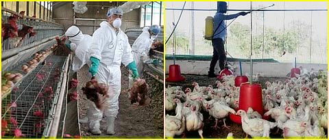 Preventive measures to prevent bird flu