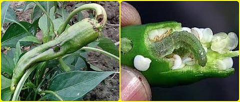 fruit borer in capsicum