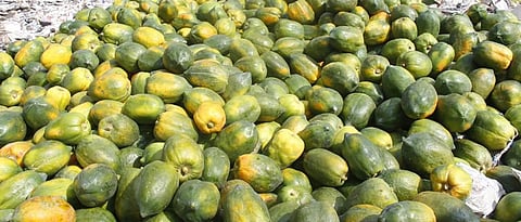 Watermelon, melon in Aurangabad, Chiku, papaya prices stable