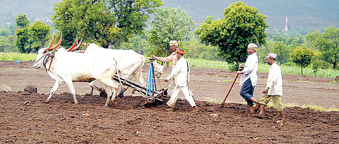 सातारा जिल्ह्यात रब्बीची अकरा टक्के पेरणी