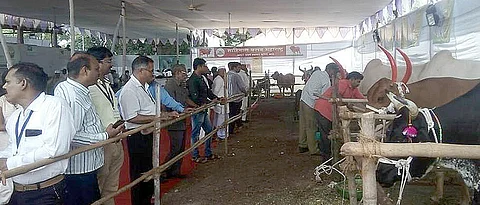 Agricultural Festival