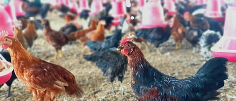 how to construct Poultry shed for hen rearing?