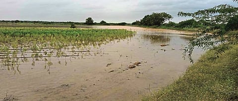 Crop damage due to canal at Sankh
