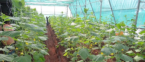 उन्हाळी हंगामातील भाजीपाला पिकांचे नियोजन