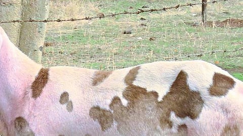 काटक ‘माडग्याळ’ मेंढीचे होणार संवर्धन