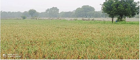 Rain for third day in a row in Solapur district