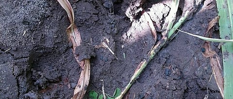 वन्य प्राण्याच्या पावलांचे ठसे