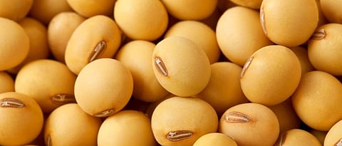Soybean Seed